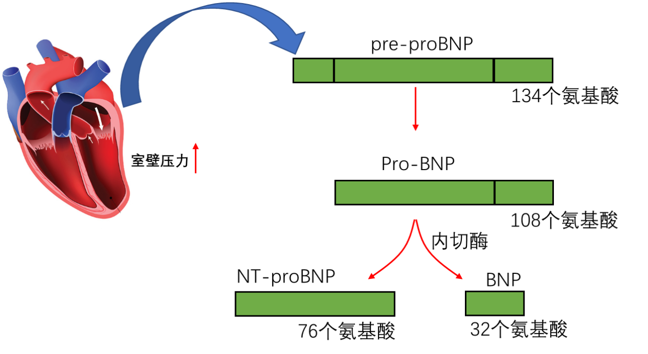 BNP & NT-proBNP的产生